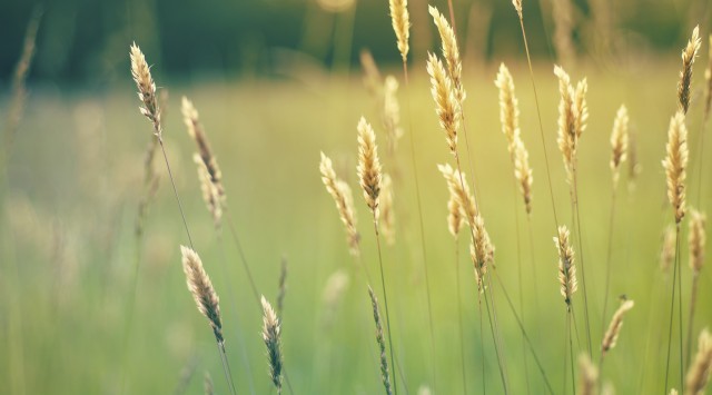 14176278500_759e095ade_k