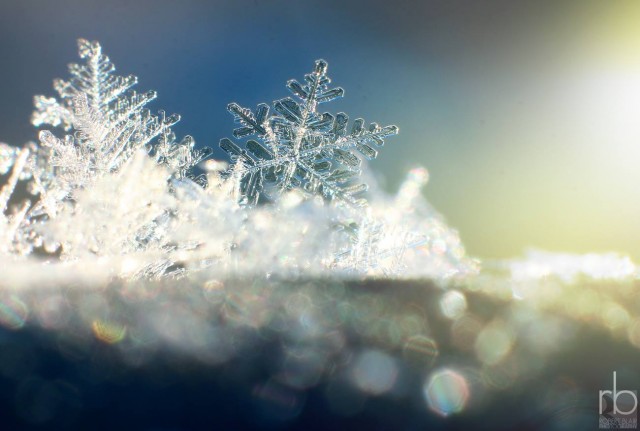 10830769_10155075323945612_5640088087240226634_o