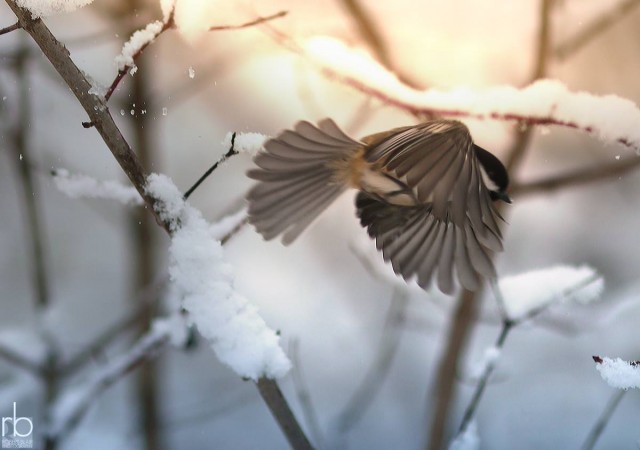 1654978_10154855569190612_4245875269017971938_o